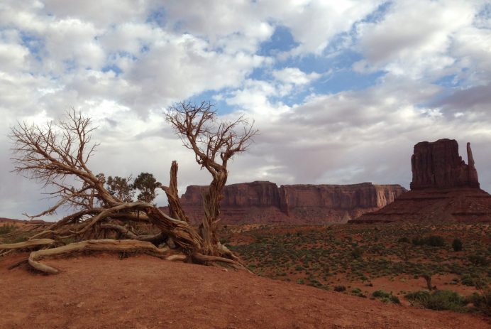 A Bare Tree and West Mitten Butte