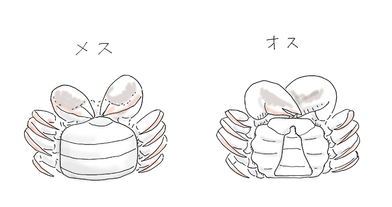 chinese-mitten-crab-8