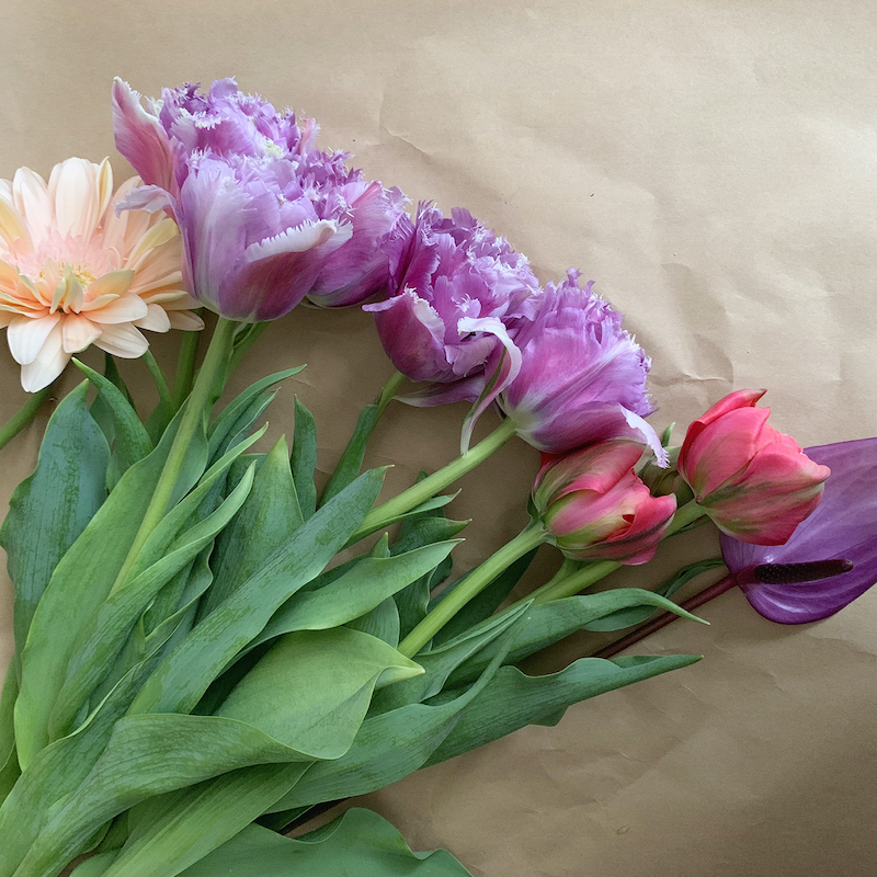 チューリップ, Photo by Yoko Kadokawa