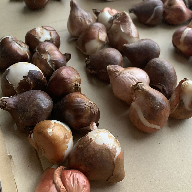 チューリップの球根　Photo by Yoko Kadokawa