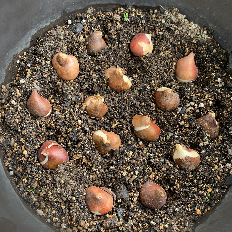 チューリップの球根　Photo by Yoko Kadokawa