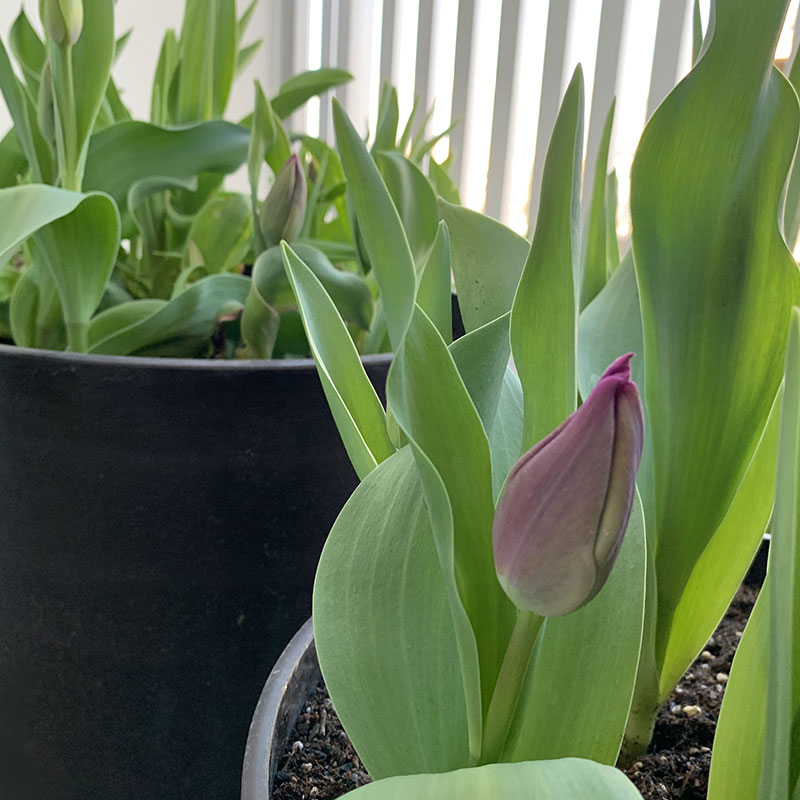 色づき始めたチューリップの蕾　Photo by Yoko Kadokawa