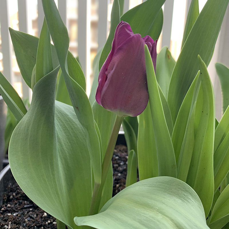 暖冬で背が低く育ったチューリップ　Photo by Yoko Kadokawa