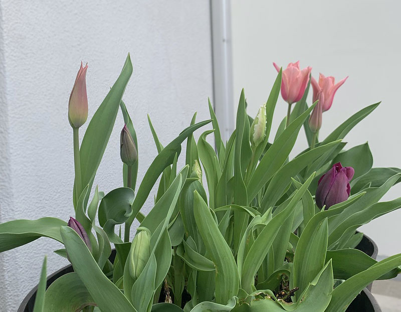 チューリップの蕾　Photo by Yoko Kadokawa