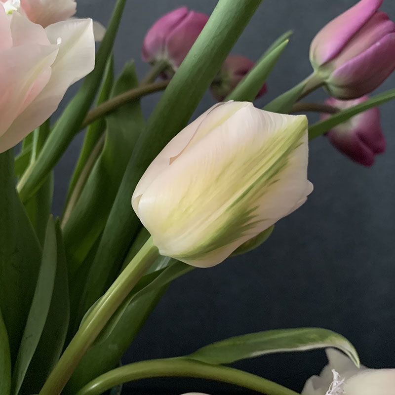 チューリップ　Photo by Yoko Kadokawa