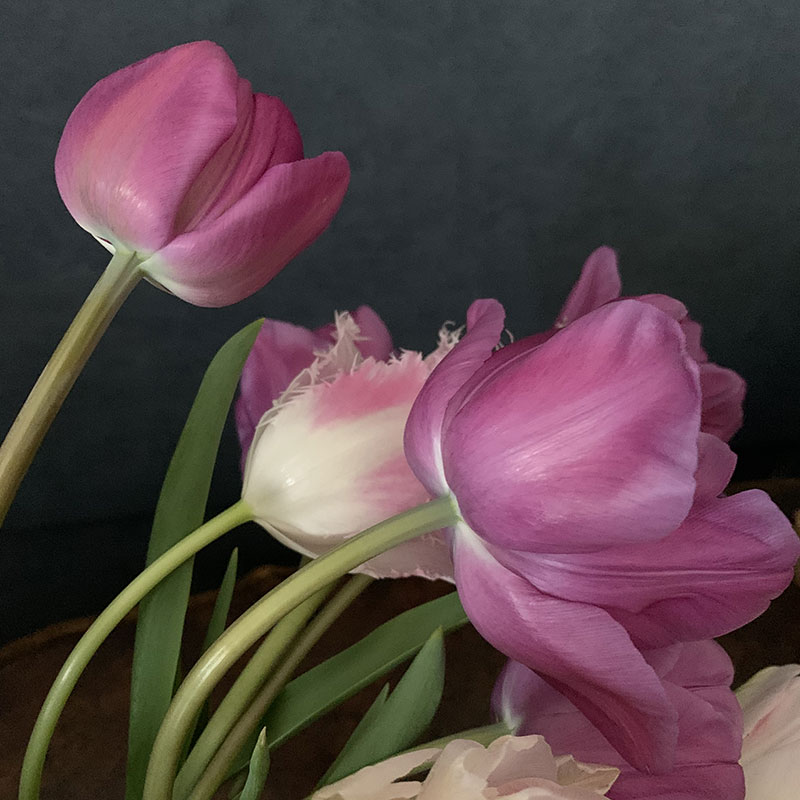 紫のチューリップ　Photo by Yoko Kadokawa