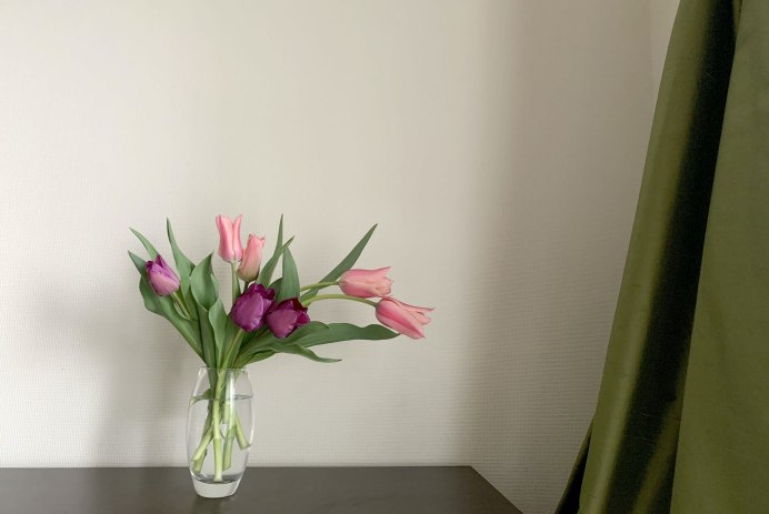 Tulips