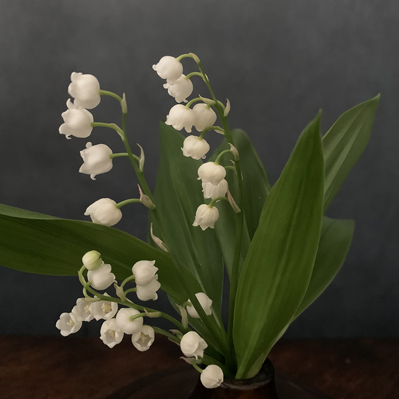 スズランが咲きました – at 527