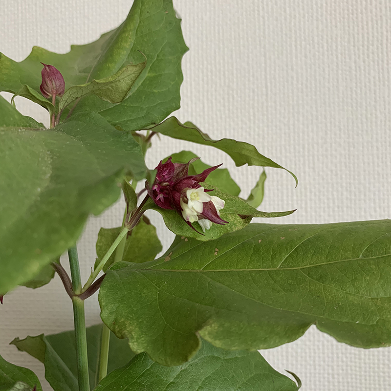 コエビソウ（ペロペロネ）の白い花