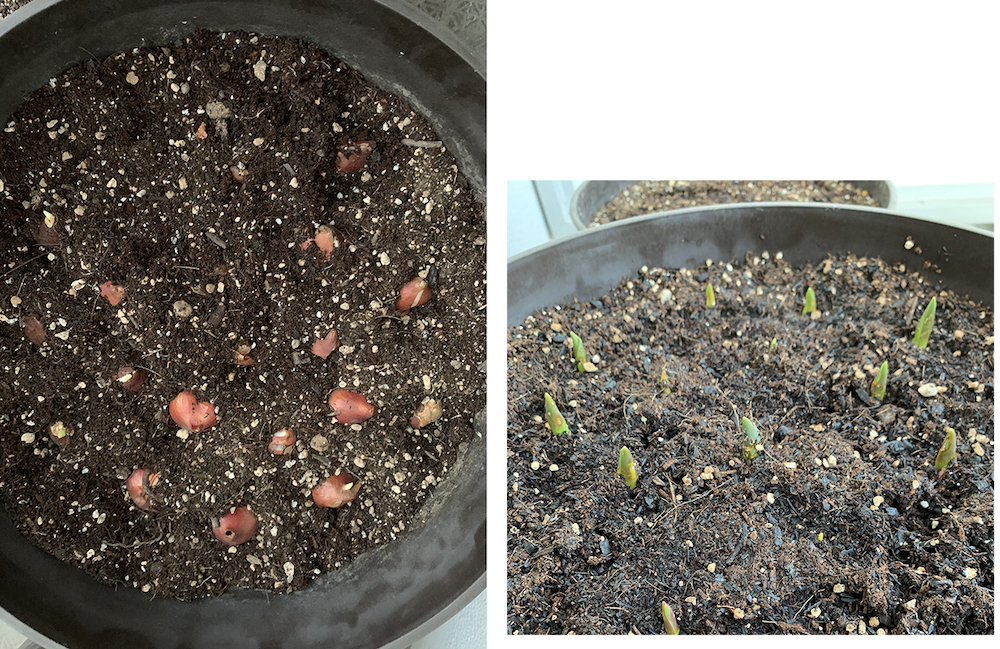 チューリップの球根