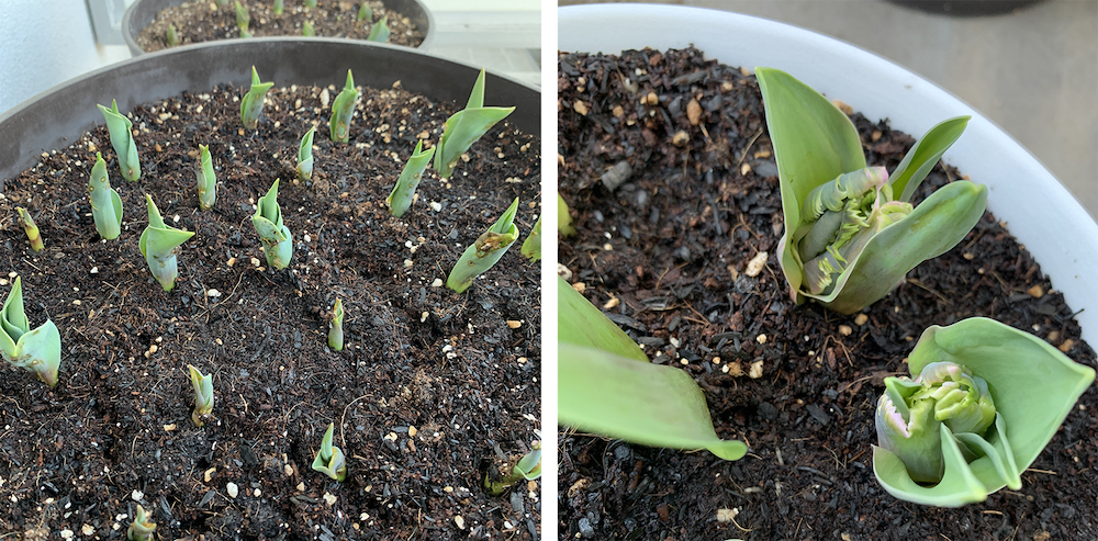 いきなり蕾のチューリップ