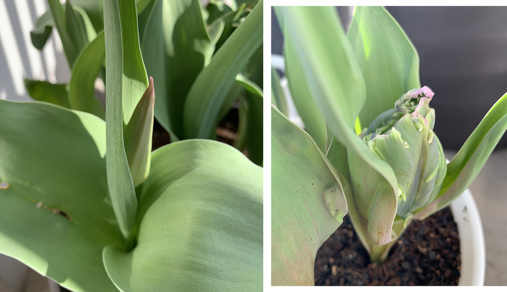 育ってきたチューリップ