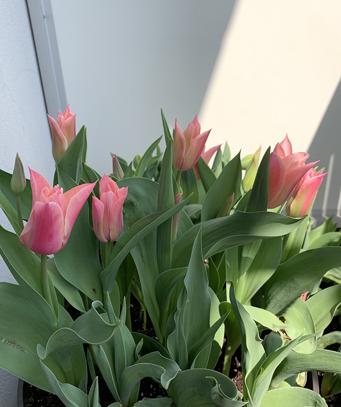 満開になったチューリップ