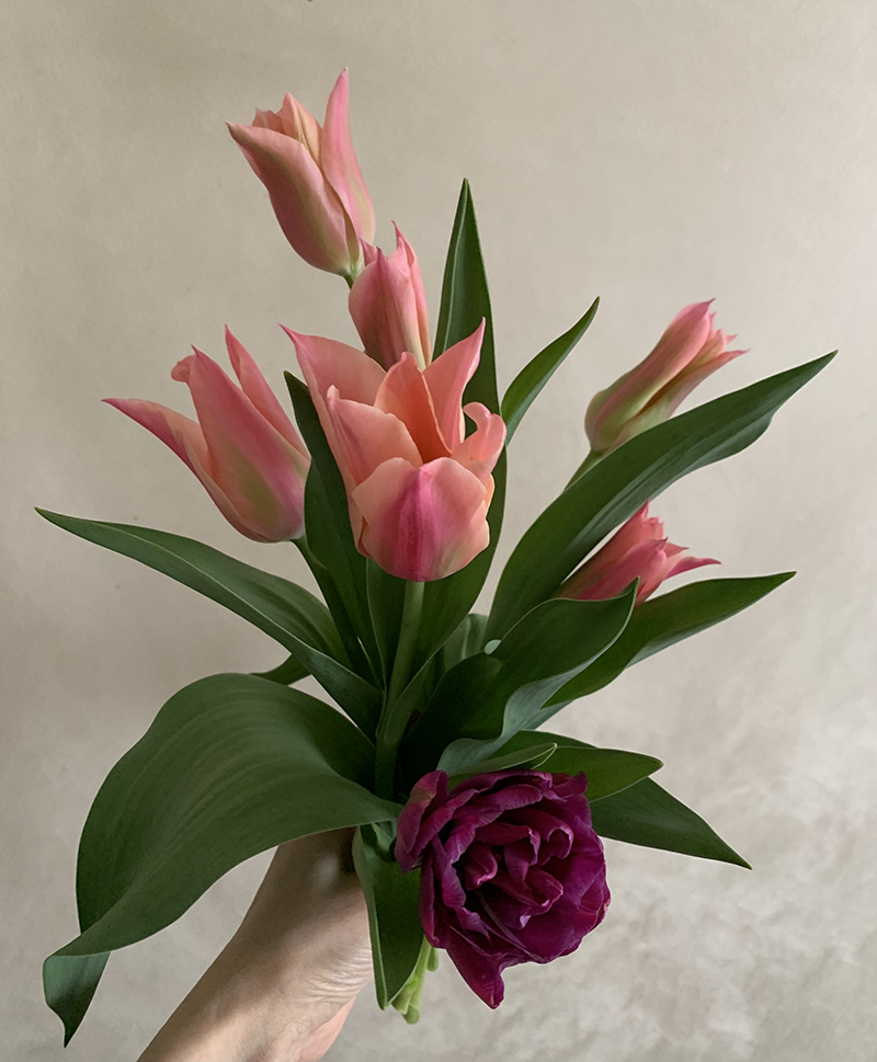 毎朝ベランダガーデンからその日のチューリップを収穫 Photo by Yoko Kadokawa