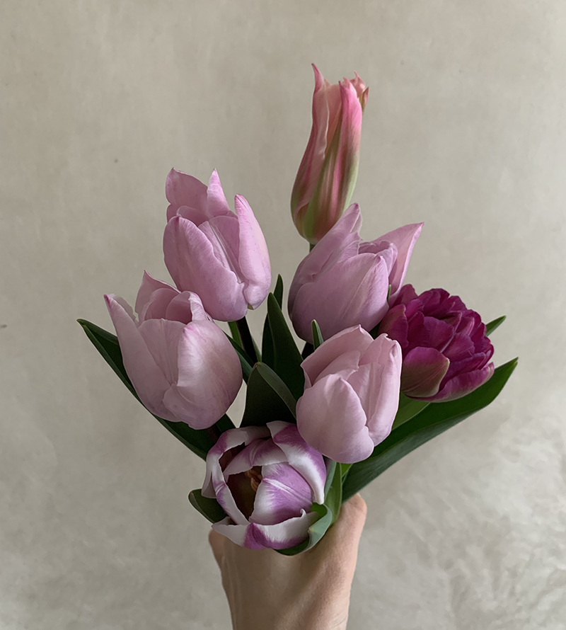 ベランダガーデンから新たに収穫したチューリップ Photo by Yoko Kadokawa