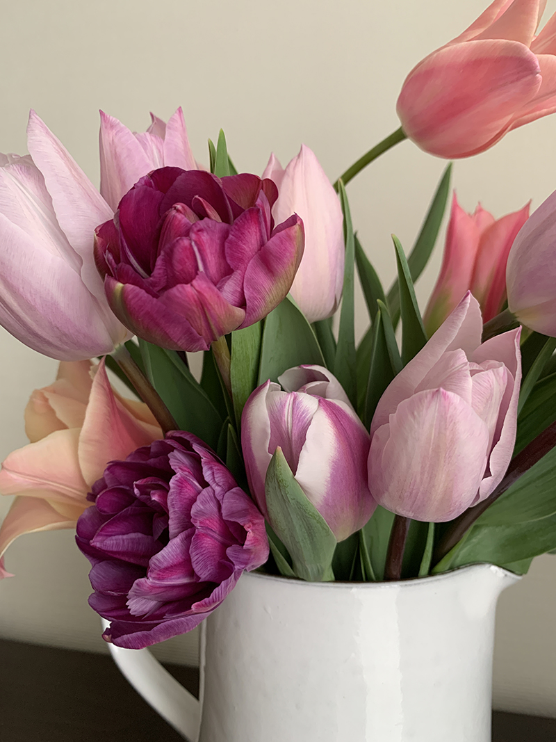 いろんな種類のチューリップ Photo by Yoko Kadokawa