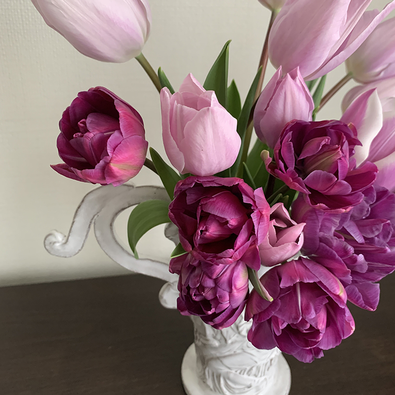 チューリップ Photo by Yoko Kadokawa