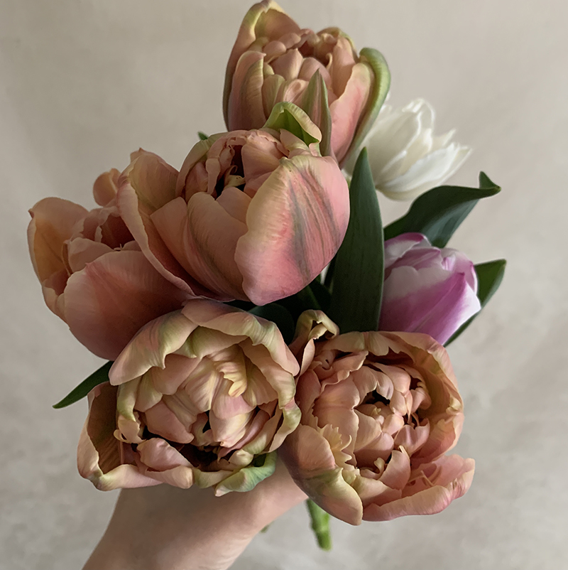 ベランダガーデニングから新たに収穫したチューリップ Photo by Yoko Kadokawa