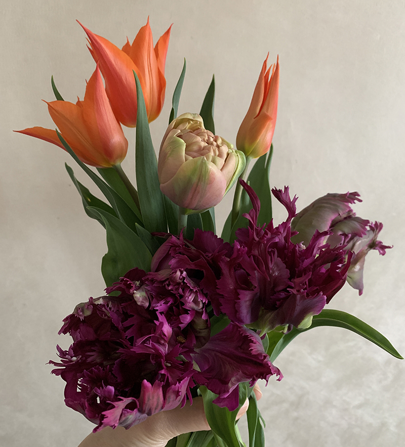 パーロットネグリタも咲いたので収穫 Photo by Yoko Kadokawa