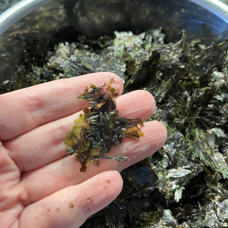 ２〜３cm角くらいの大きさになった海苔